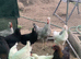 Cream Legbar pure breed cockerels