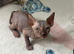 Sphinx&rsquo;s kittens