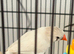 Couple/ zibra finches