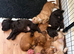 Working Cocker Spaniel Puppies &ndash; 2 Boys From litter of 6 Available