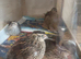 Italian / Coturnix mixed colour quail females 7 and 8 weeks old 6 x girls for £60 or with 2 males £62