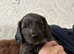 Springer spaniel cross dachshund puppies