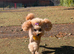 Toy poodle waiting list