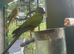 Rare Semi-Tame Nanday Conure for Sale