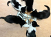 5 lovely, playful kittens.