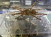 OBT USAMBARA Orange, P MURINUS
