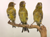 2026 canaries available