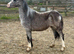 Registered welsh a yearling filly