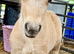 Miniature Shetland Colt