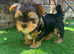 puppy biewer terrier