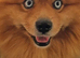 Pomsky