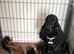 Gorgeous F1 Cockapoo puppies