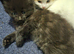 Kitens