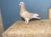 Taqla Turkish pigeon