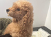 Toy poodle puppies