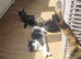 Beautiful kittens