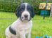 Exceptionally well bred sprocker pups