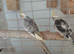 Aviary bread cockatels.