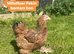 Bantam hens at pol