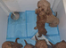 Miniature Poodle puppies