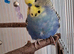 4 beautiful show budgies plus cage full set up not to be sold separately