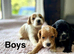 Stunning litter of cockapoo pups