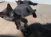 4 black fluffy kittens for sale