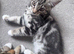 Maine Coon cross female kittens