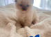 Adorable Pedigree Ragdoll Kittens For Sale