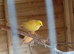 Beautiful singing male canaries