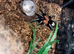 Cyriocosmus elegans Love Heart Butt tarantula adult female