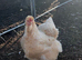 Large fowl lemon Pyle Brahma hatching eggs