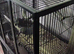 Breeding pair of African greys