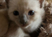 Siamese kittens ready September