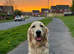 Golden Retriever Male &ndash; Experienced Home Needed