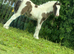 Mare & stepping Colt foal