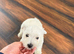1 Beautiful westies girl left