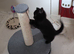 2 female blotched tabbys and 2 male house panther kittens