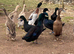 Cayuga / Indian Runner Duck Hatching Eggs X 12