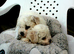 KC Registered Bichon Frise Champion Lines
