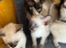Siamese girl kittens ready now