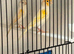 Mosaics canarys