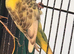 Young Indoor-Raised Budgies perfect pets Cheshire