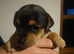 Beautiful jack Russell puppies ready to leave Sunday