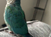 Super Friendly Hand tamed Baby Terqouise Conure Parrot