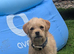 8 months pugapoo