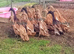 Trios Fawn Indian Runner Ducks
