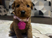 Labradoodle Fox Red ️