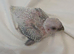Handreared Jenday Conure