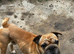 Very sweet big rope boy kc reg